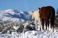 /Oreana/Fandango/2008/gallery/fourSeasons/thumbnails/DH-6176 Snow.jpg